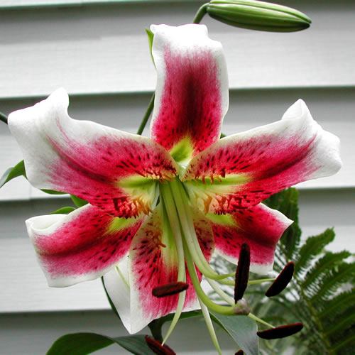 Lilium Leslie Woodriff 